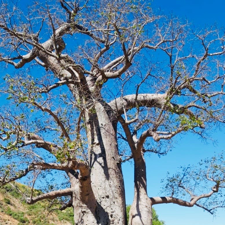 madagascar baobab