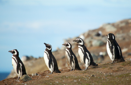 patagonia pinguini di magellano